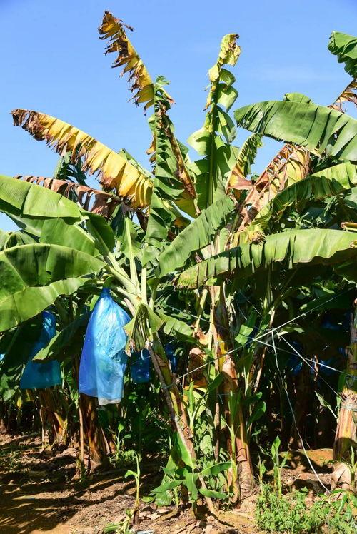 大香蕉国产片,国产影视的激情演绎与时代印记